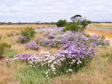 Wildflowers on the Kondinin-Hyden Road, Western Australia
